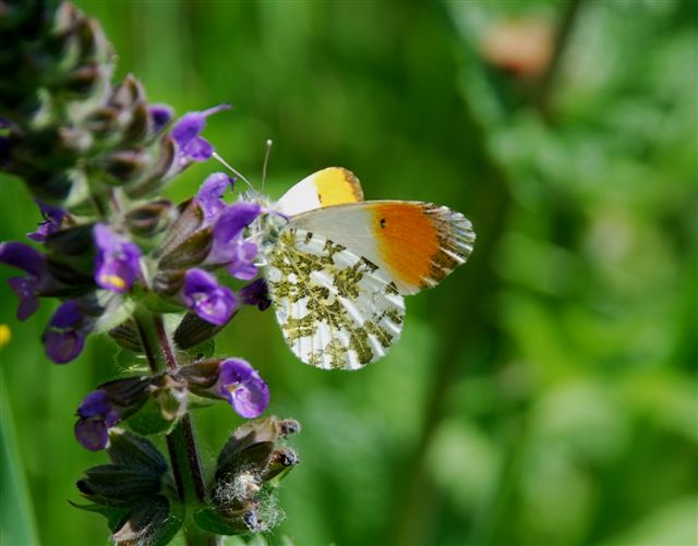 Anthocharis cardamines